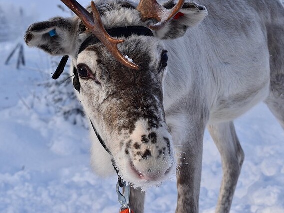 Reindeers in Ruka